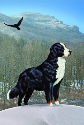 Mountain Dog & Cat Pet Supplies, Boone, Blowing Rock, Banner Elk, Newland, Linville, North Carolina