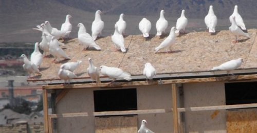08_PIGEONS
