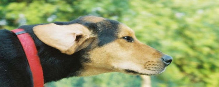 DoggieCarRide_750