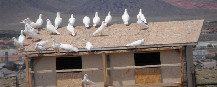 pigeons_750