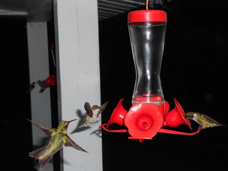 hummingBirds_800